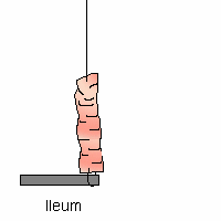 Ileum