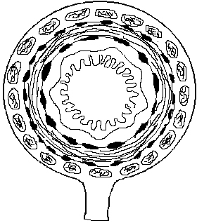 Ileum