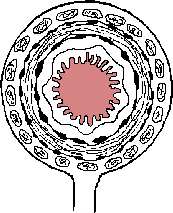 Coss Section Of Ileum