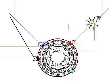 Receptors